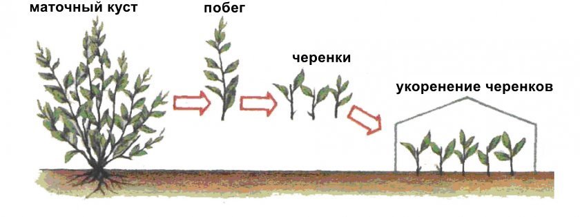 Схема посадки черенков ивы